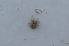 Pseudeuophrys obsoleta