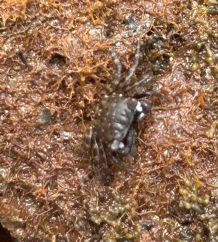 Pachygrapsus planifrons, 2026-06-05