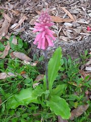Veltheimia bracteata
