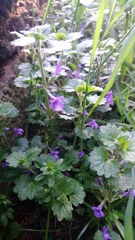 Glechoma hederacea