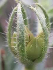 Lithospermum ruderale