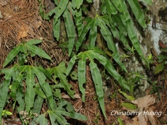 Pyrrosia polydactylos