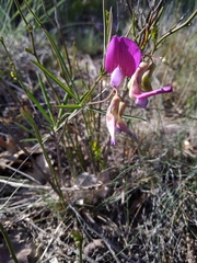 Lathyrus digitatus