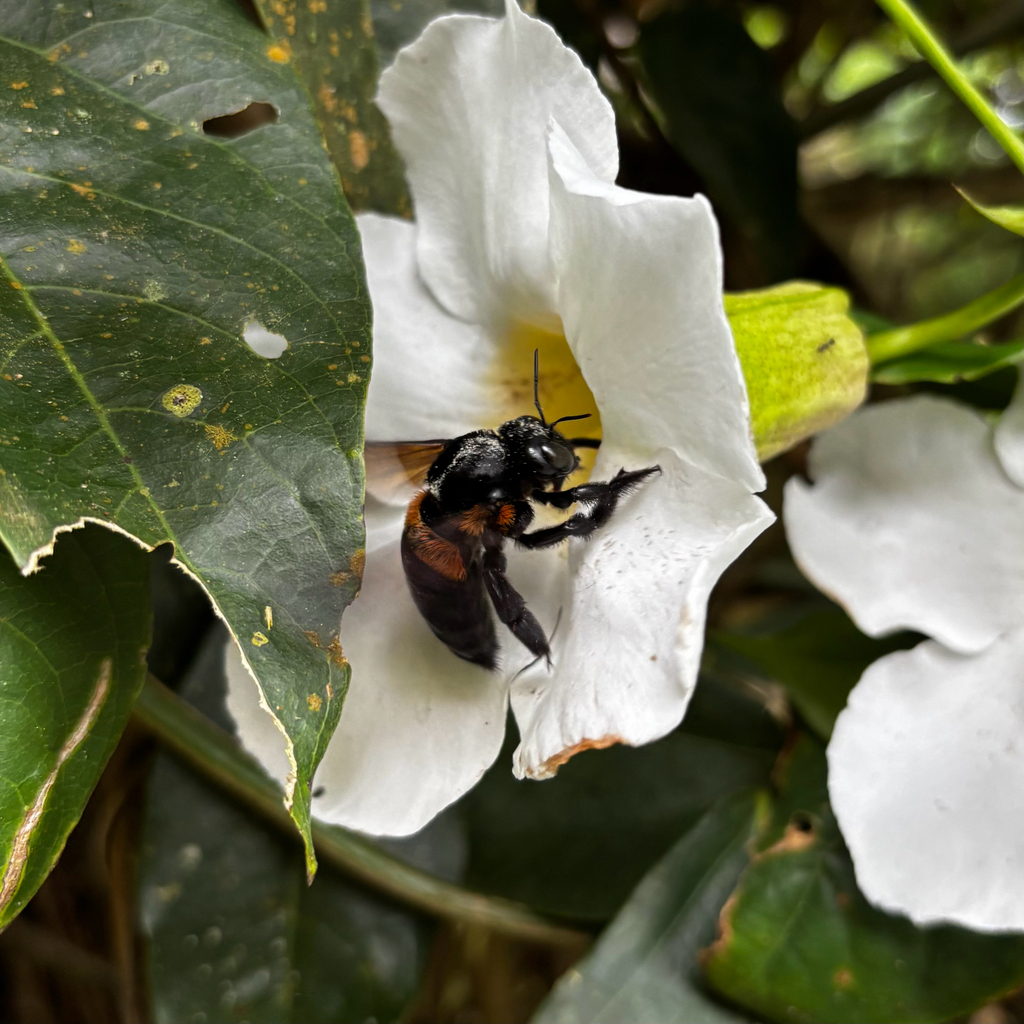 Xylocopa samarensis
