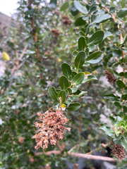 author not stated, no rights reserved Escallonia myrtoidea, photograph author not stated, no rights reserved
