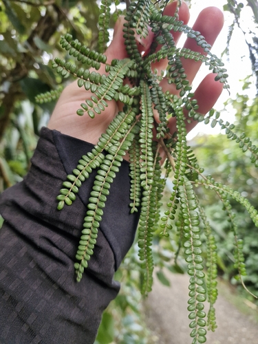 Sophora fulvida, photograph 4