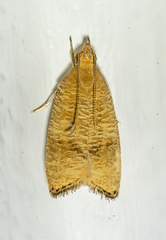 Psilocorsis cryptolechiella