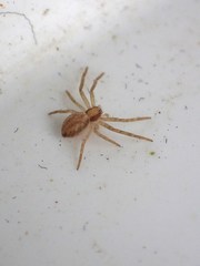 Philodromus albidus