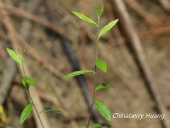 Polygala japonica