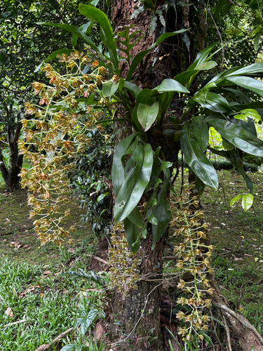 Grammatophyllum multiflorum, photograph 2