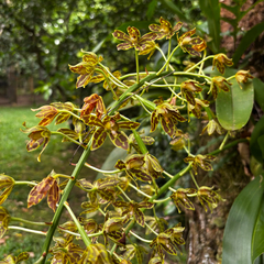 (c) Gabriel, some rights reserved (CC BY) Grammatophyllum multiflorum, photograph (c) Gabriel, some rights reserved (CC BY)