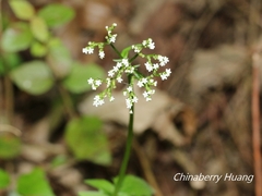 Valeriana flaccidissima