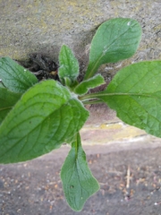 Pentaglottis sempervirens