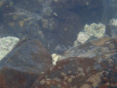 Epinephelus coeruleopunctatus