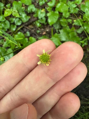 Geum virginianum, photograph 6