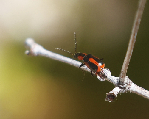 Red-sutured Attalus