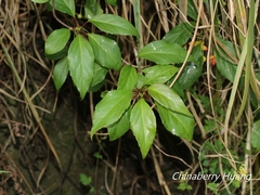 Schisandra arisanensis