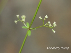Galium bungei trachyspermum