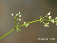 Galium bungei trachyspermum