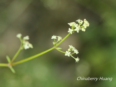 Galium bungei trachyspermum