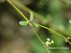 Galium bungei trachyspermum