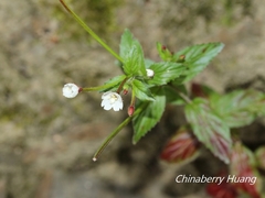 Epilobium amurense