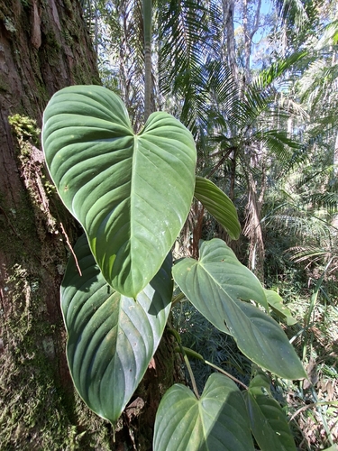 Philodendron ornatum