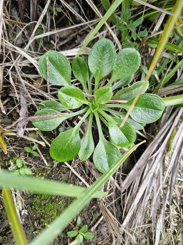 Myosotis pansa, photograph 5