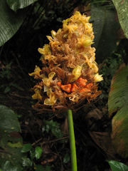 Goeppertia inocephala