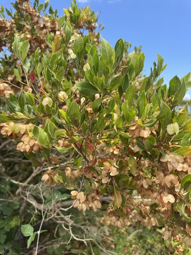 Dodonaea viscosa observed 2026-06-20