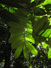 Tetrathylacium macrophyllum