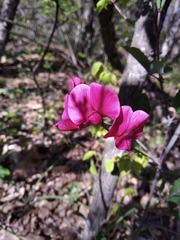 Lathyrus rotundifolius