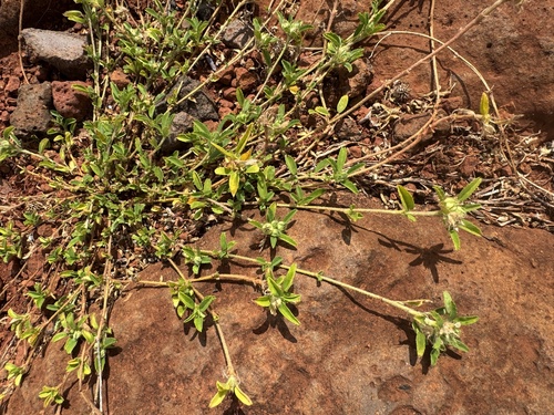 Sida ciliaris observed 2026-06-20