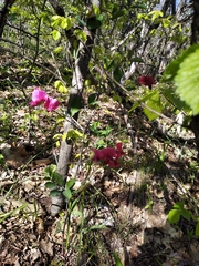 Lathyrus rotundifolius
