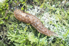 Pseudaneitea