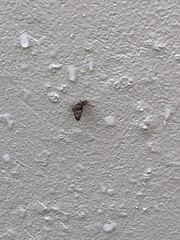 Cochlicella