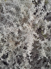 Atriplex lampa