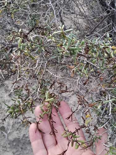 Suaeda divaricata, photograph 6