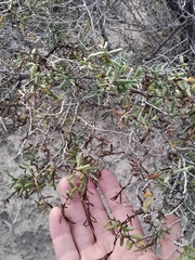 Suaeda divaricata, photograph author not stated, no rights reserved