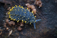 Holacanthella paucispinosa