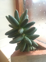 Pachyphytum compactum