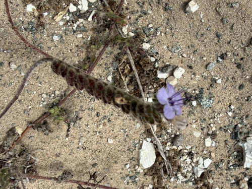 Phacelia distans observed 2026-07-08