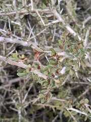 Schinus johnstonii, photograph author not stated, no rights reserved