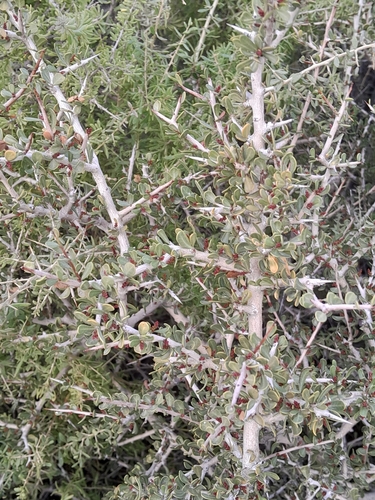 Schinus johnstonii, photograph 4