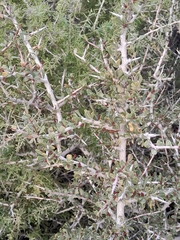 Schinus johnstonii, photograph author not stated, no rights reserved