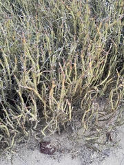 Ephedra ochreata