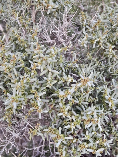Suaeda divaricata, photograph 5