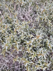 Suaeda divaricata, photograph author not stated, no rights reserved