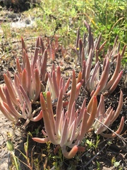Dudleya attenuata