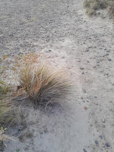 Pappostipa speciosa, photograph 3